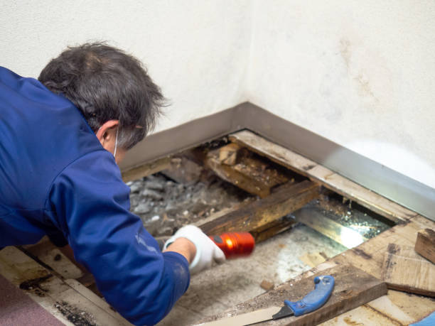 Best Professional Mold Removal  in Frederickson, WA