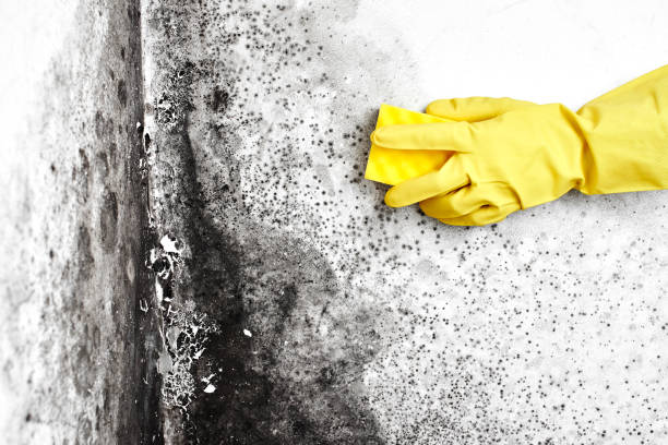 Mold Removal and Inspection in Frederickson, WA