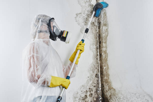 Best Mold Testing  in Frederickson, WA
