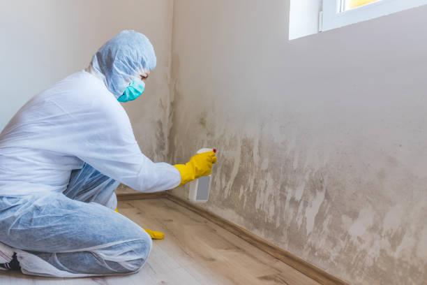 Best Residential Mold Removal  in Frederickson, WA