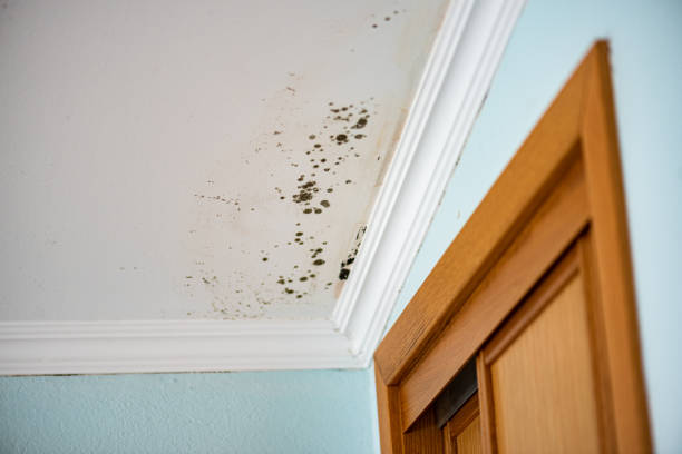 Best Mold Removal Company Near Me  in Frederickson, WA