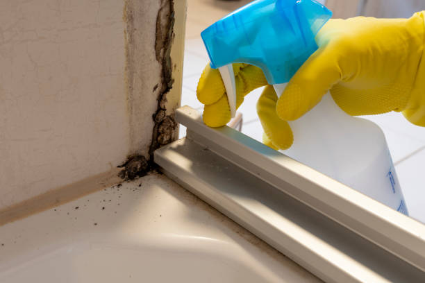 Best Mold Removal and Inspection  in Frederickson, WA