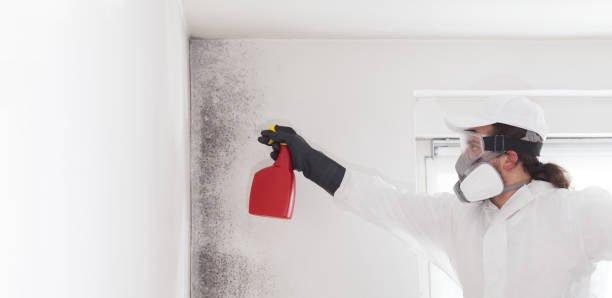 Best Black Mold Removal  in Frederickson, WA