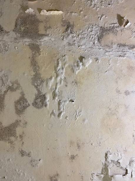 Best Mold Removal Company Near Me  in Frederickson, WA