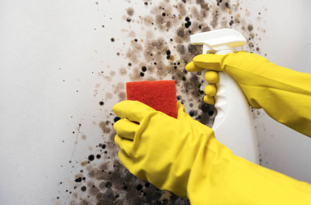 Best Mold Removal Near Me  in Frederickson, WA